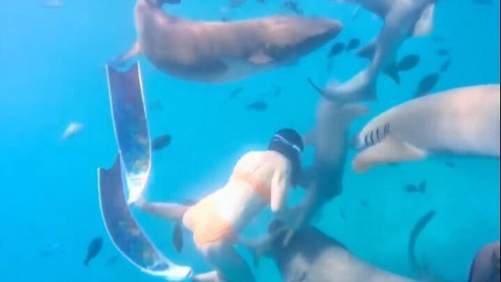 إصابة امرأة بلدغة سمكة قرش، التفاصيل التالية تأتي لاحقًا