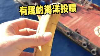 海洋钻井平台喂鱼是种有趣的体验