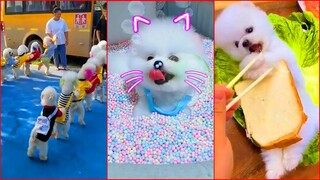 Funny and Cute Dog Pomeranian 😍🐶| Funny Puppy Videos #187