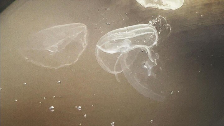 The streamer bought three jellyfish, and who knew they’d look so stunning swimming!