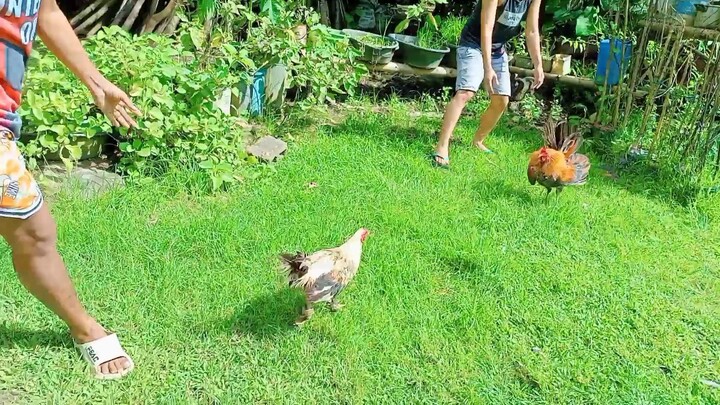 bulik vs bulik talisay bakiki