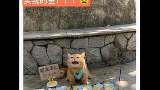 Chinese cat selling fish goes viral on foreign social media