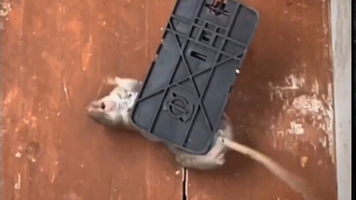 Bắt chuột kiểu này thật là tàn nhẫn!