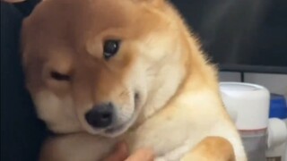 小狗的眼神和留守儿童有什么区别！