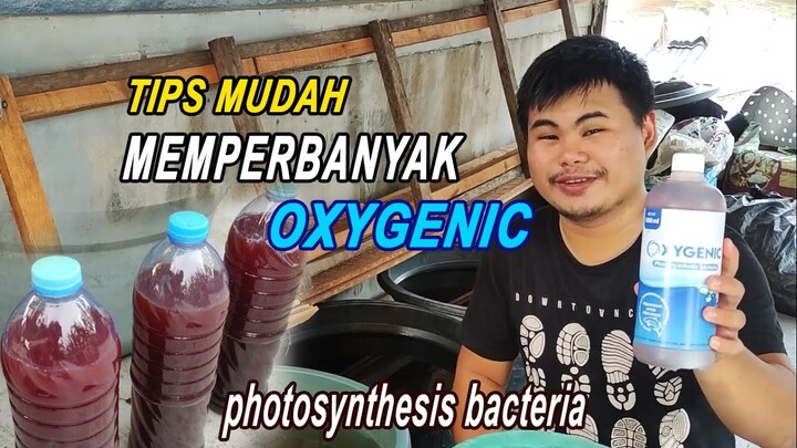 Tips Mudah Memperbanyak OXYGENIC | photosynthesis bacteria
