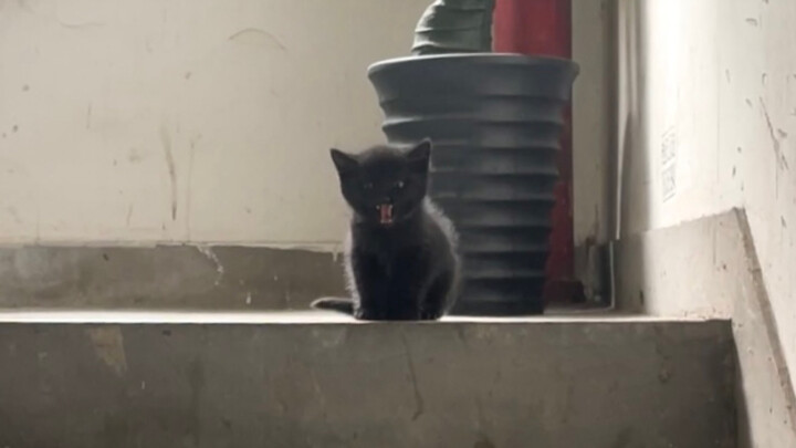 Không ngờ lại có thêm em bé thứ hai, phải làm sao đây 😱