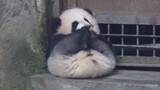 [Panda Ji Xiao] Terobsesi Menggigiti Tangan Sendiri