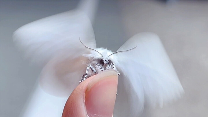 Immersive suction of snow-white, plump moths