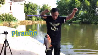 [Live] Fishing piranha