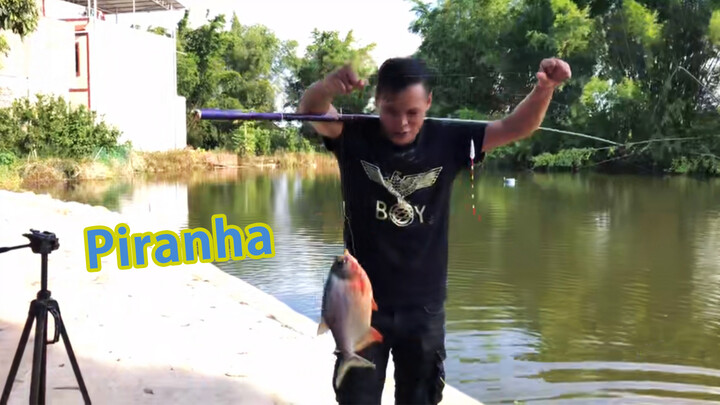 [Hewan]Diseret Oleh Piranha yang Ganas, Tidak Berani Makan Ia