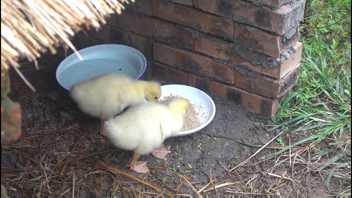 Raising Geese Chronicles