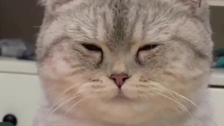 Kucing-kucing yang bisa mengerti bahasa manusia.