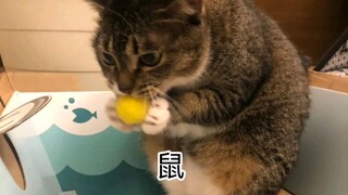 Chinese Zodiac Cat Version