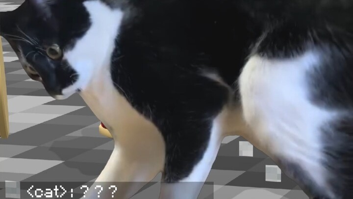 Con mèo nhà ai mà đáng yêu quá vậy?