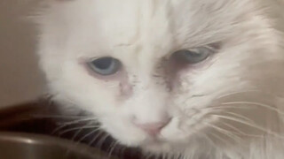 25-year-old cat god