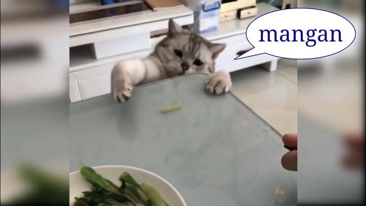 Asupan meme Koplak Kucing +62 LUCU ngakak guling guling