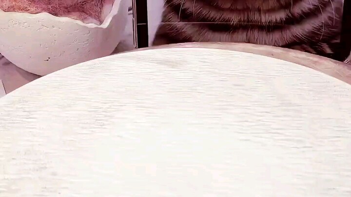 little cat  and washing short hair so cute