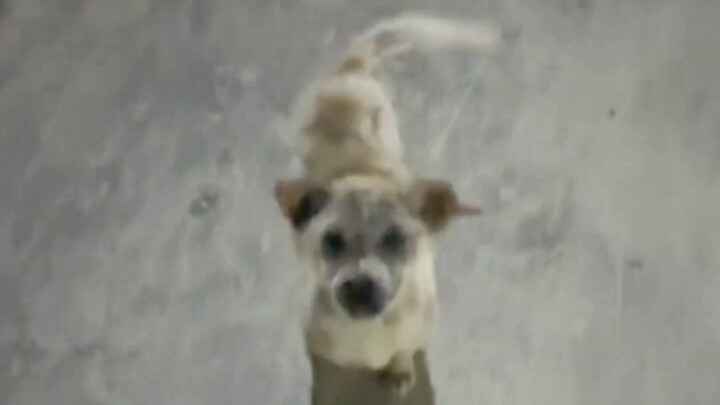 ลูกหมา ไม่ต้องกลัว ฉันมาช่วยเธอเอง!