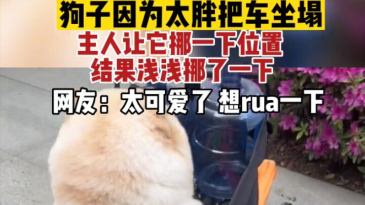 Because he’s so chubby, the dog squashed the car seat. His owner asked him to scoot over, and he jus