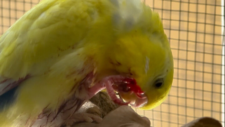 هذا الببغاء الراهب لا يمكن الاحتفاظ به حقًا.