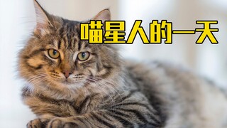 根据猫咪行为学来推断喵星人的一天是什么样的？