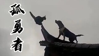 “总有一天，全城的猫，都要高看我！”