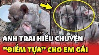 Anh trai cún HIỂU CHUYỆN dù buồn ngủ vẫn làm ĐIỂM TỰA cho em gái 😍 | Yêu Lu