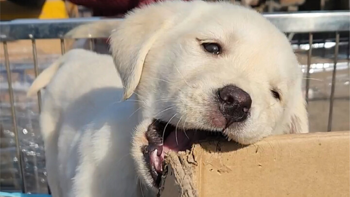 The boss is such a straight shooter—says he’ll tear the place apart, and he really does!