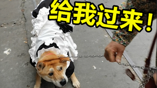 当代死宅养狗现状