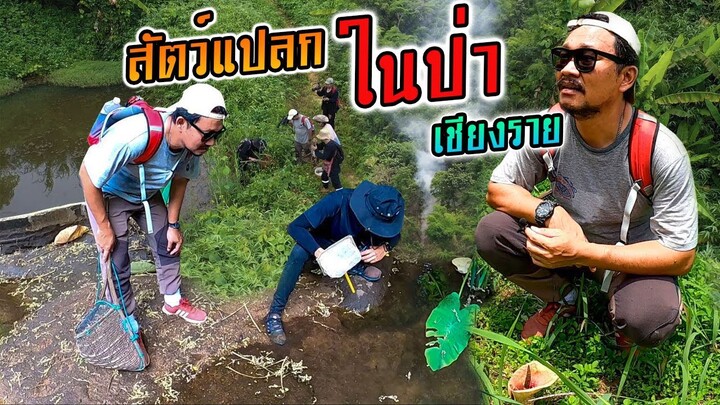 สำรวจ ปลาแปลก บนภูเขา เชียงราย