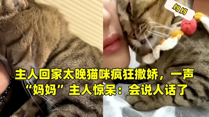 Tuan pulang terlalu malam, kucingnya menggemaskan sekali; begitu mendengar suara “Mama”, sang tuan t