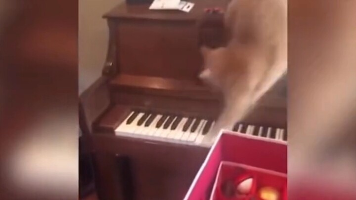 แมวที่มีจิตวิญญาณสีทอง