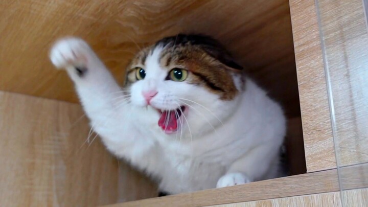 The cat from Building 3 who has been kidnapped for a week is planning how to beat me to death every 