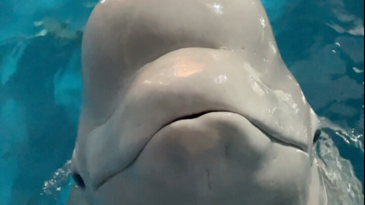 Xiao Hei hari ini sedang dalam suasana hati yang baik.