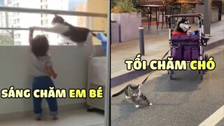 Khi Mèo Làm Bảo Mẫu, Ngăn Em Bé Trèo Lên Ban Công Chơi 😂