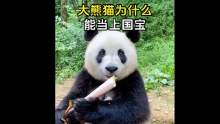 Bạn có biết tại sao gấu trúc lại là bảo vật quốc gia không?