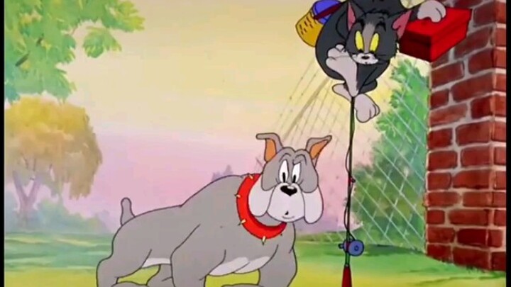 Cat and mouse will never deceive me