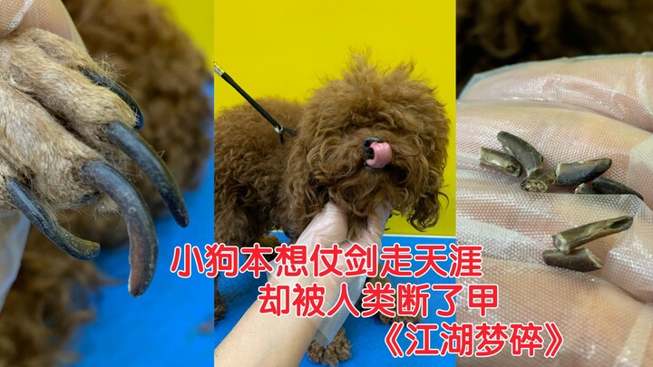 The little dog once dreamed of wandering the world with a sword, only to have its armor shattered by