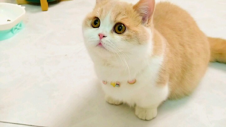 What happens when you suddenly place your hand in front of a cat?