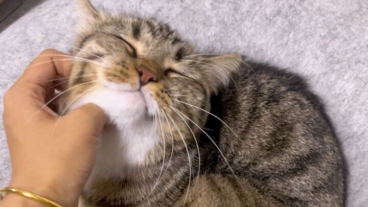 meowtobike