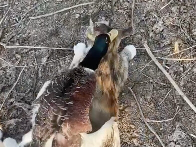 هذا... شوف فيديو البطة!