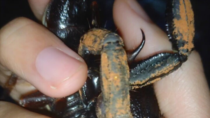 حفرتُ في التراب وعثرتُ على جرادَيْن بحريَّين كبيرَيْن، إذا غسلتهما جيدًا يمكنني أكلهما مباشرةً..