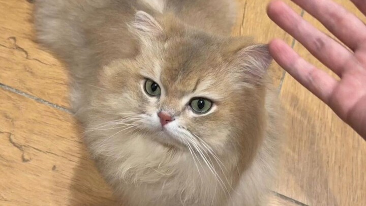 The hospital’s apology to KuanKuan has arrived, and it actually made me laugh in anger…