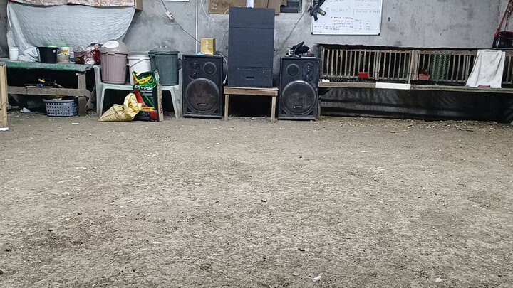 Goldenboy full brother spar!!