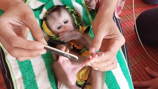 Mom grooming for baby monkey Mino