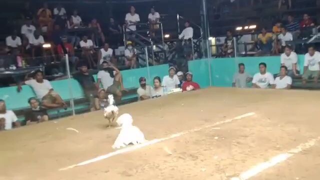 pangalawang laban ng 3xwinner white