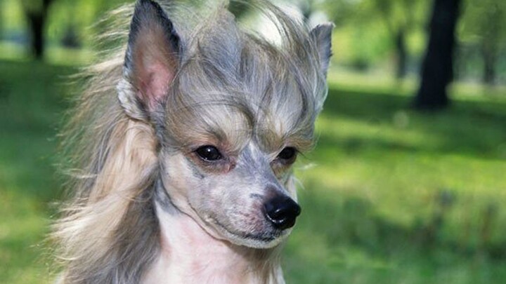 [Chinese Crested Dog] The “handsome rebel” of the canine world, obsessed with haircuts and styling