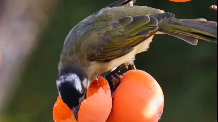 Anhui’s Winter-Limited Lunchbox for Little Birds