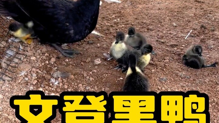 Bebek hitam Wendeng menetas dari telur