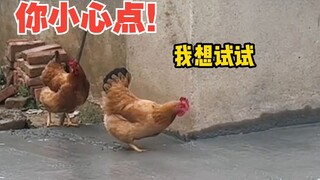 Ayam: Sidik jarinya sudah tertinggal, dan masih bilang itu bukan masalah besar?